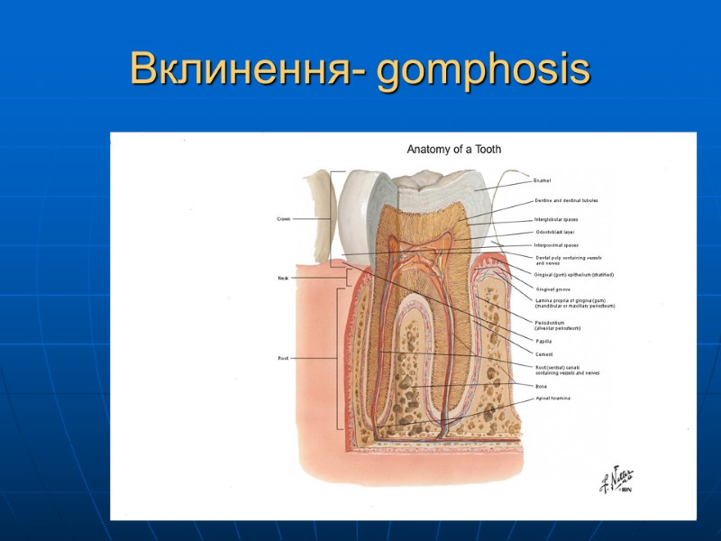 Вклинення- gomphоsis